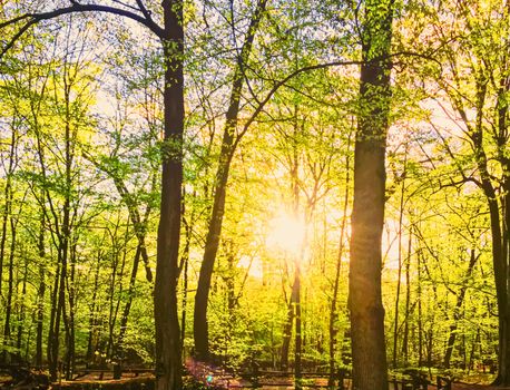 Spring forest landscape at sunset or sunrise, nature and environment