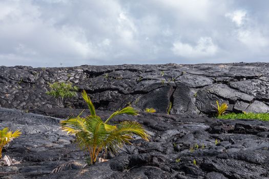 Kaimu Beach, Hawaii, USA. - January 14, 2020: Young palm tree on top of Hardened black Lava field off Kilauea volcano eruption of 1990. Under gray cloudscape.