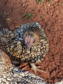 australian chicken so bautiful