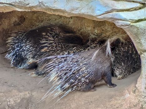 A group of pocupines sleeping together