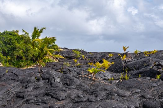 Kaimu Beach, Hawaii, USA. - January 14, 2020: Green bush on top of Hardened black Lava field off Kilauea volcano eruption of 1990 under blueish cloudscape.