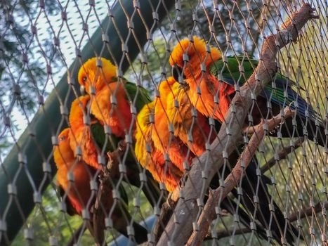 a group of wonderful birds sitting in their cage