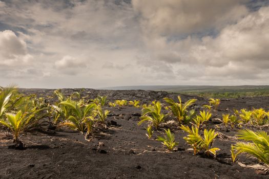 Kaimu Beach, Hawaii, USA. - January 14, 2020: Field of young palm trees on top of Hardened black Lava field off Kilauea volcano eruption of 1990 under gray cloudscape.