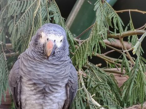 a beautiful bird sitting alone in its cage