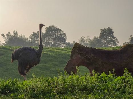 a beautiful ostrich in the zoo