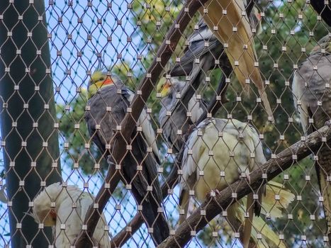 a group of wonderful birds sitting in their cage