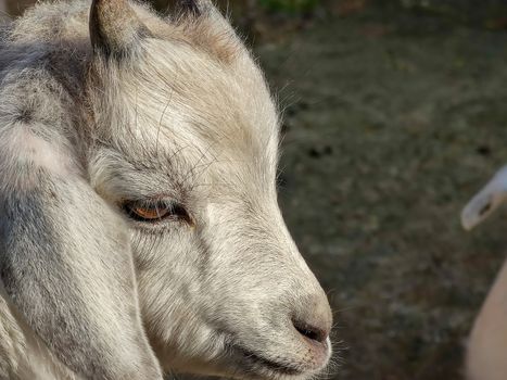 a small white goat with two horns in the fold