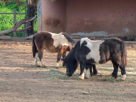 a group of small horses in the stable