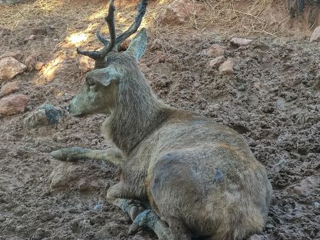 a beautiful antelope is sitting alone