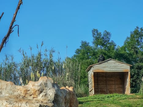 a monkey sitting over a hut with great view in front of it