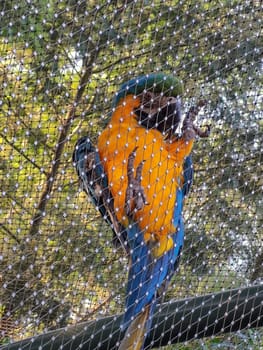 a beautiful bird sitting alone