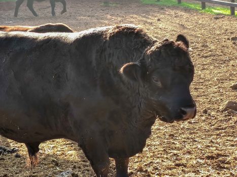 a black african buffalo in the zoo