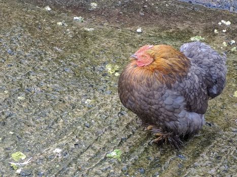 beautiful rooster is sitting alone