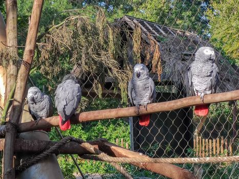 a group of wonderful birds sitting in their cage