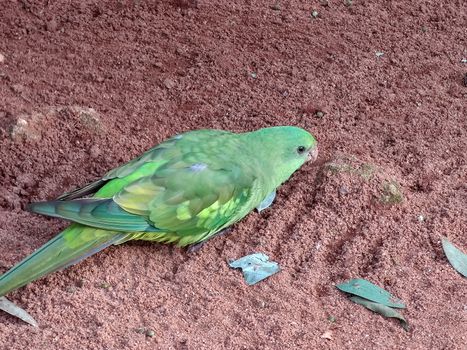 wonderful bird sitting in its cage