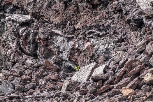 Leilani Estate, Hawaii, USA. - January 14, 2020: 2018 Kilauea volcano eruption hardened black lava field. Closeup of new green small plant on brown and reddish rocks.