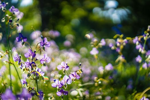 Crested Serpent sweet purple flowers in the garden at morning time