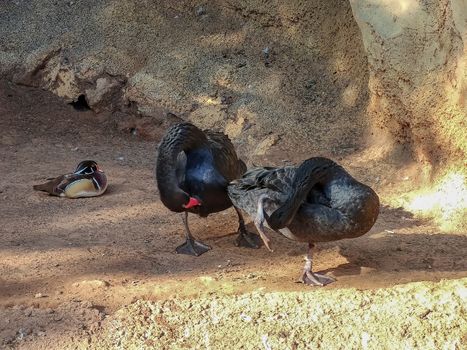 a group of black swans