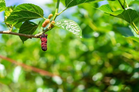 Organic Mulberry fruit and green leaves on tree in the garden