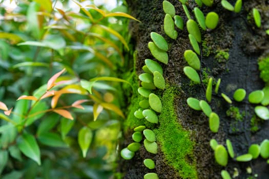 green ivy dave leaf on growth on tree in the garden