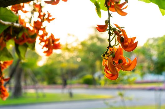 Butea Monosperma or Bastard Teak Flower bloom on tree in the park