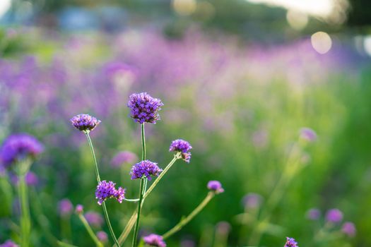 Verbena purple flowers on beautiful bokeh background