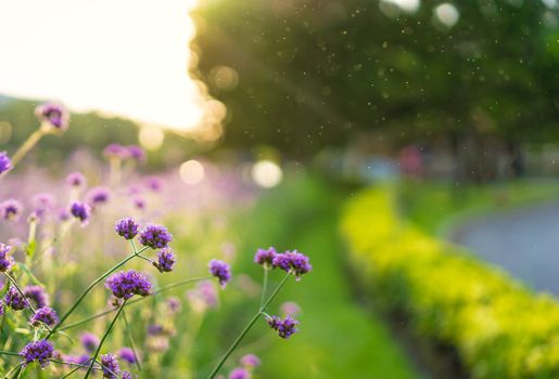 Verbena purple flowers on beautiful bokeh background