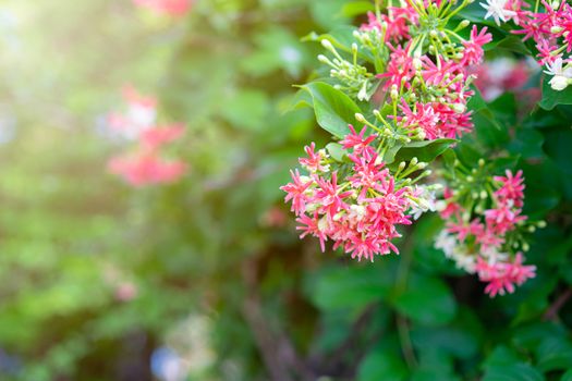 Pink and white Chinese honeysuckle with sunlight