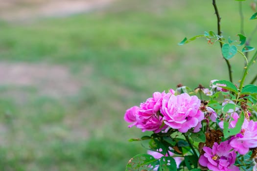 Close up of pink rose in the garden