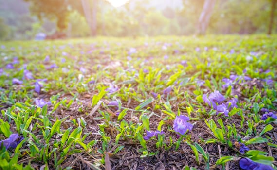 purple flowers on the floor with sunlight