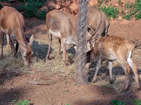 A group of beautiful deers standing together