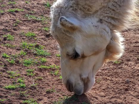 desert camel eating grass