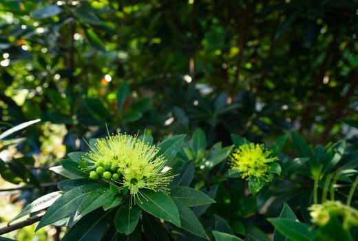 close-up of beautiful fluffy eucalyptus flowers on branch. Yellow flowers of the gumtree Angophora hispida.