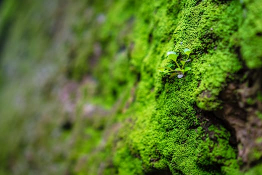 close up of the green grass and moss on rock wall