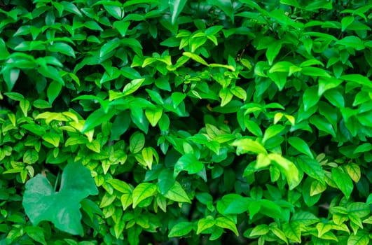 Green leaf background