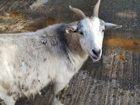 white goat with two horns in the fold