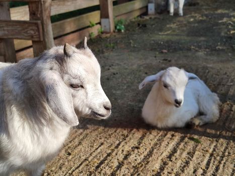 a small white goat with two horns in the fold