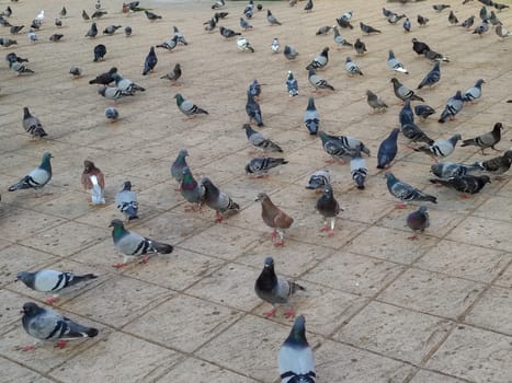 a group of pigeons in a yard