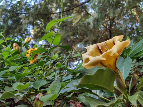 yellow flowers so beautiful in the forest