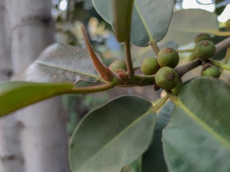 a strange green plants in the forest