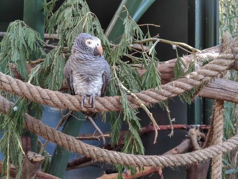 a beautiful bird sitting alone in its cage