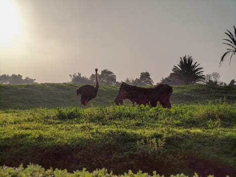 a beautiful ostrich in the zoo