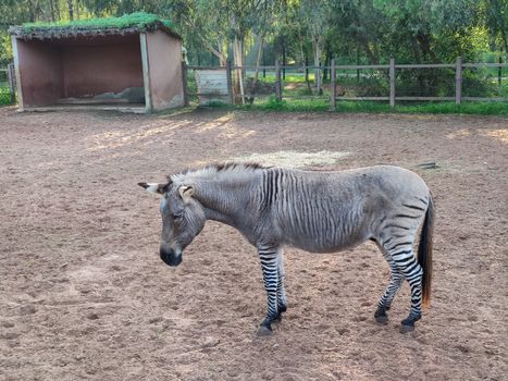 zebra standing in the stable