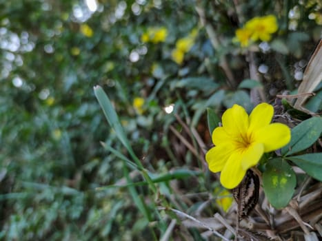 yellow flowers so beautiful in the forest