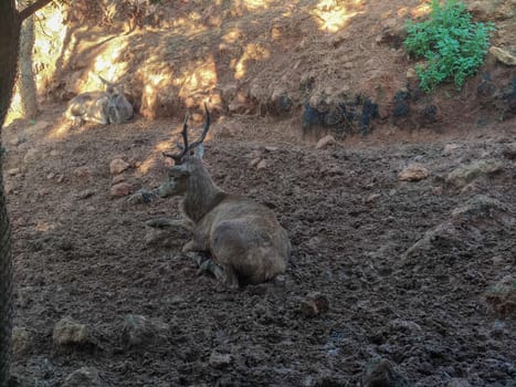 a beautiful antelope is sitting alone