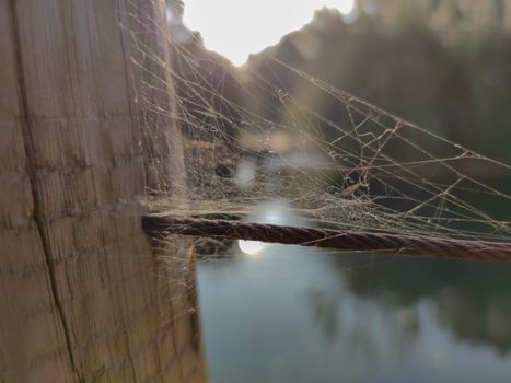 the nest of spider stuck to the wood