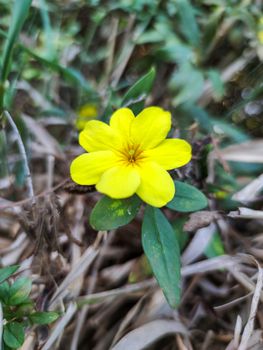 a yellow flower so beautiful in the forest