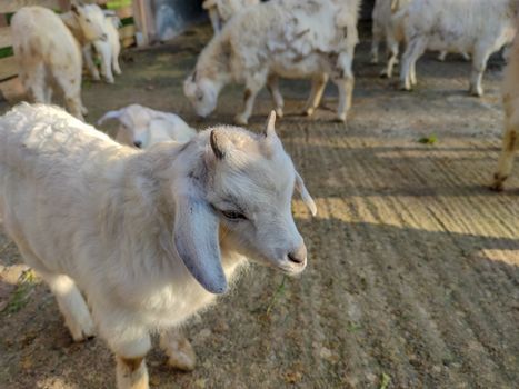 white goat with two horns in the fold