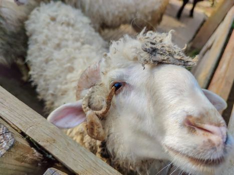 white sheep with two horns in the fold