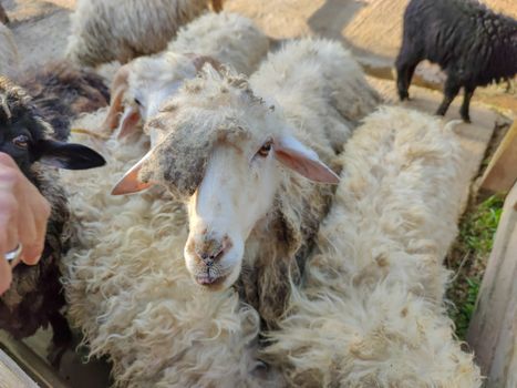 a group of white sheep in the fold